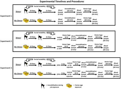 Glucocorticoid Abnormalities in Female Rats Exposed to a Predator-Based Psychosocial Stress Model of PTSD